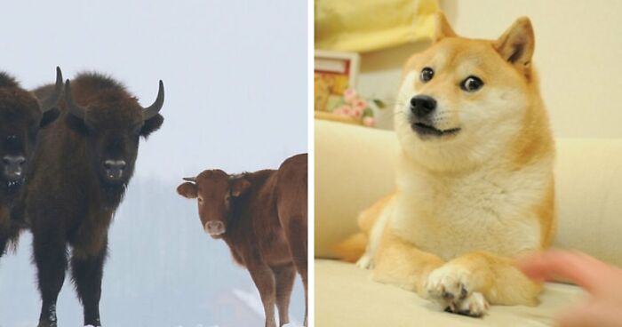 75 Iconic Animal Photos From All Over The World