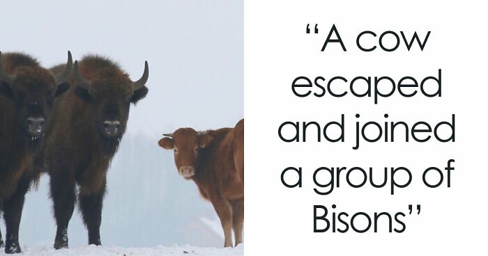 75 Iconic Animal Photos From All Over The World