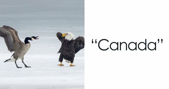 75 Iconic Animal Photos From All Over The World