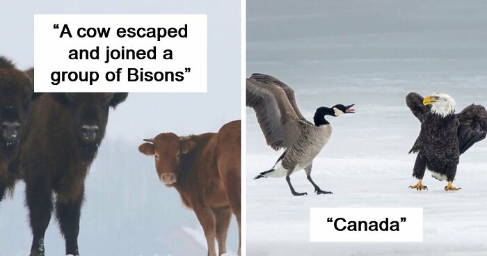 75 Iconic Animal Photos From All Over The World