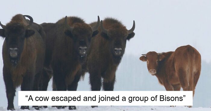 75 Iconic Animal Photos From All Over The World