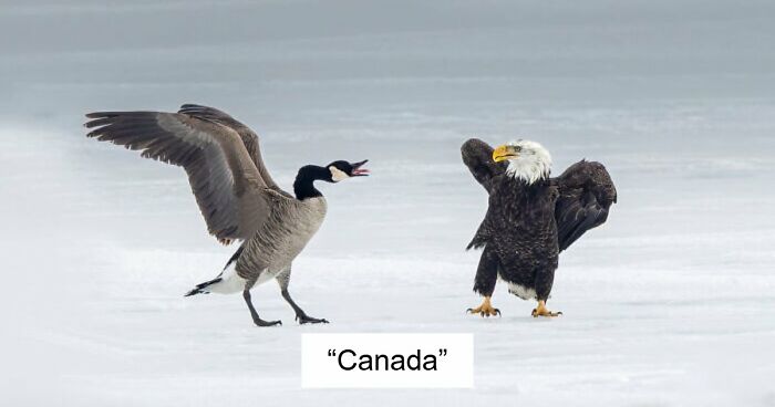 75 Iconic Animal Photos From All Over The World