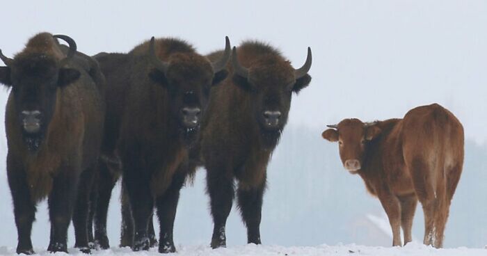 75 Iconic Animal Photos From All Over The World