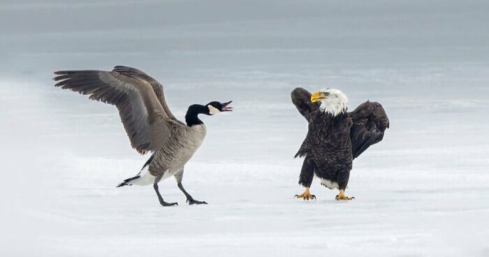 75 Iconic Animal Photos From All Over The World