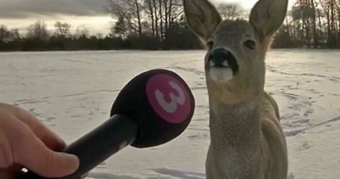 75 Iconic Animal Photos From All Over The World