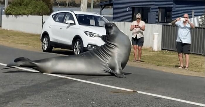 75 Iconic Animal Photos From All Over The World