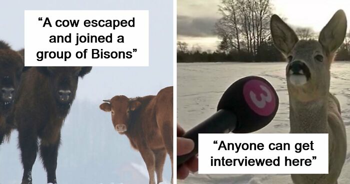 75 Iconic Animal Photos From All Over The World