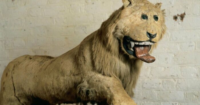 75 Iconic Animal Photos From All Over The World