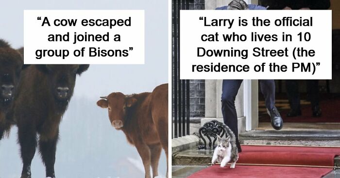 75 Iconic Animal Photos From All Over The World