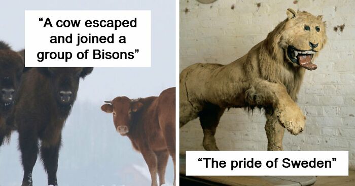 75 Iconic Animal Photos From All Over The World