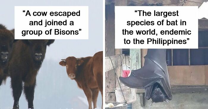 75 Iconic Animal Photos From All Over The World