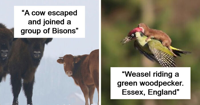 75 Iconic Animal Photos From All Over The World