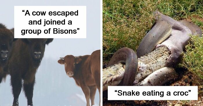 75 Iconic Animal Photos From All Over The World