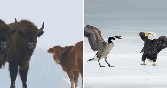 75 Iconic Animal Photos From All Over The World