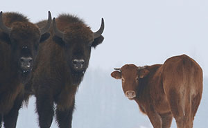 30 Fotos icónicas de animales que se volvieron virales por todo el mundo