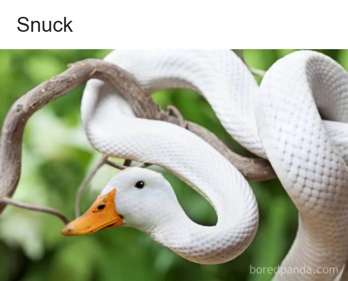 White snake coiled on a branch with a duck head, one of the confusing and unhinged images that get weirder the longer you look.