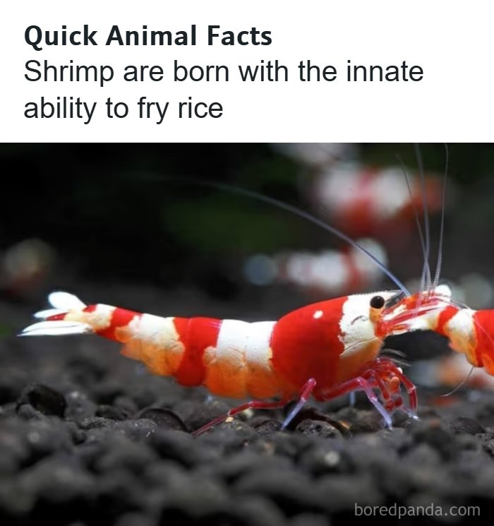 Close-up of a red and white shrimp on black gravel displaying a confusing and unhinged image that gets weirder over time.