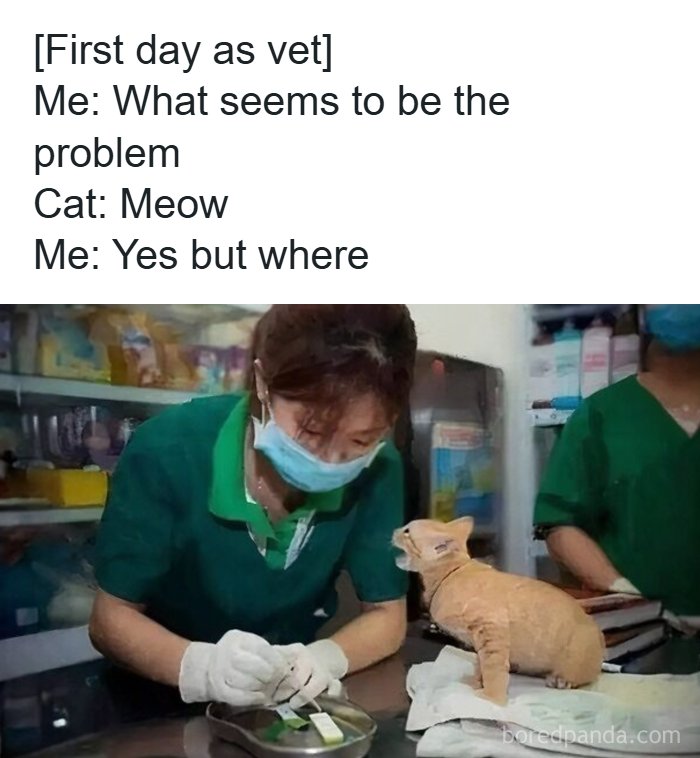 Veterinarian in protective gear examining a cat, illustrating memes that show why people pay for the internet.