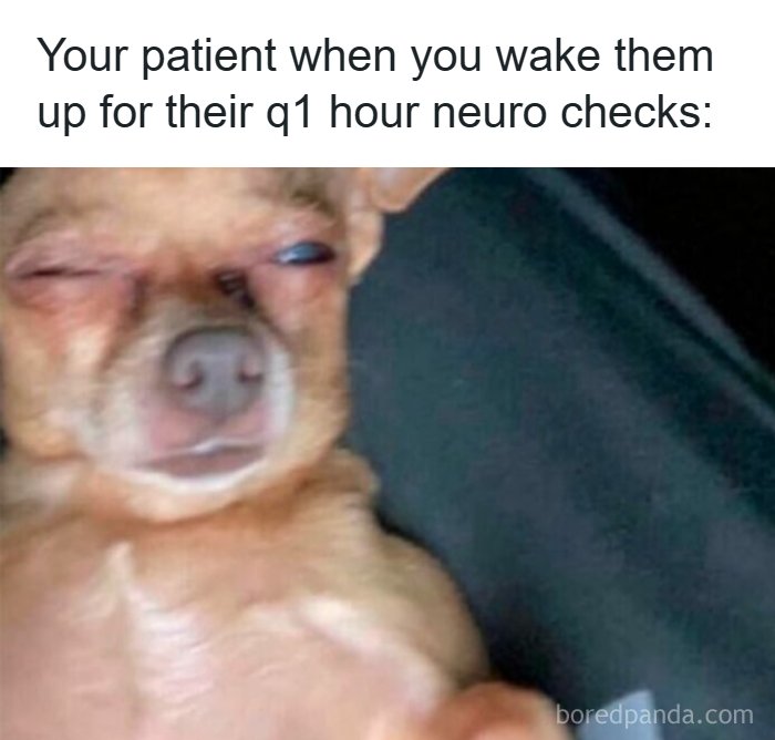 Tired dog with squinting eyes representing a patient's reaction during frequent neuro checks in funny healthcare memes.