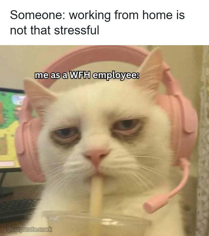 Grumpy cat wearing pink headset and drinking, illustrating stress in work memes about working from home employees.