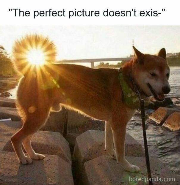 Wholesome posts and memes featuring a dog with the sun perfectly aligned behind its tail, creating a halo effect.