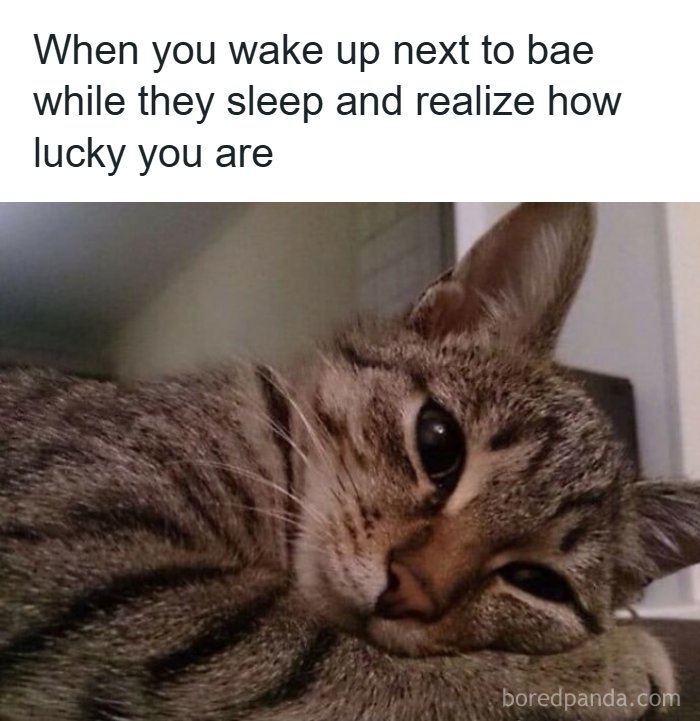Tabby cat lying down with caption about waking up next to bae, relating to romantic relationships and love humor.