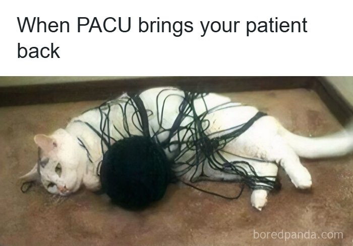 Cat tangled in black cords on carpet with text about PACU bringing a patient back, a funny healthcare meme.