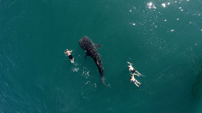 An aerial view of people swimming in clear turquoise water alongside a large whale, a gentle reset for your day.