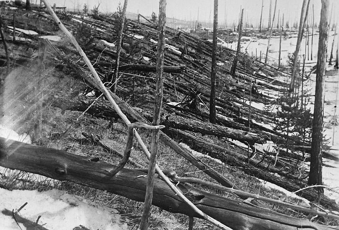 Black and white image showing a vast forest destroyed with fallen trees, illustrating horrifying historical facts of nature disasters.