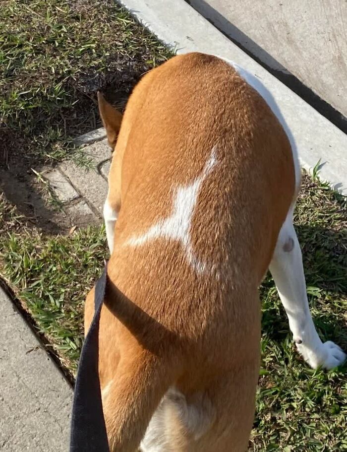 A weird image of a brown and white dog from above, a distinct white marking on its back makes people go "hmmm".