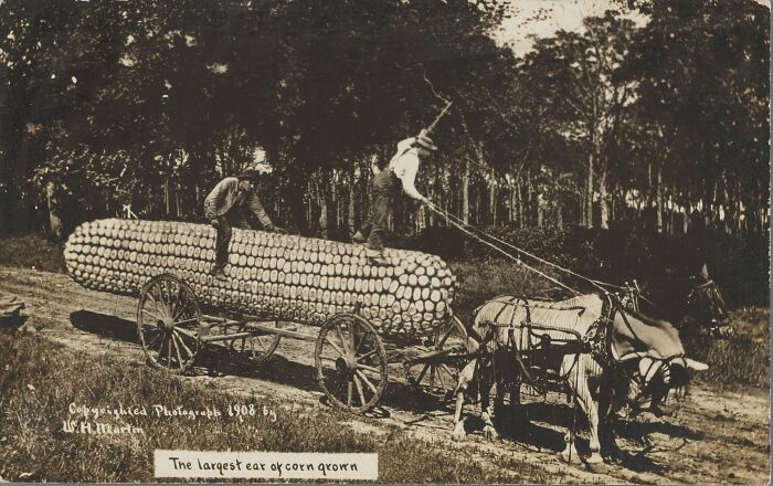 "The Largest Ear Of Corn Grown" – W.H. Martin, 1908