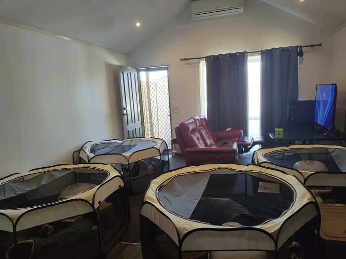 Male 30, Living With 4 Male Rabbits