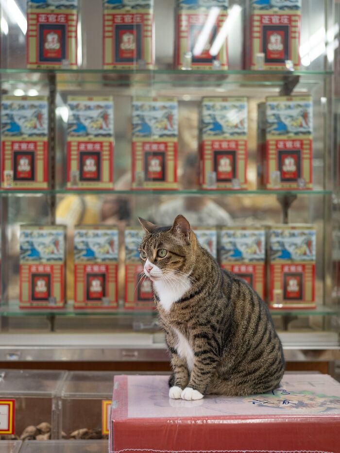 Street Cats Around The World Blend Perfectly Into City Life In Marcel Heijnen’s Photos (41 New Pics)