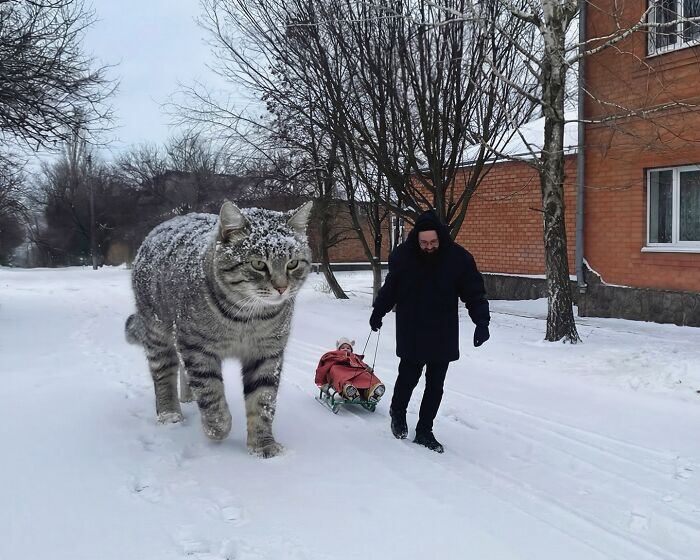 This Artist Keeps Turning Everyday Life Into A World Of Giant Cats, And The Results Are Both Surreal And Hilarious (26 New Pics)