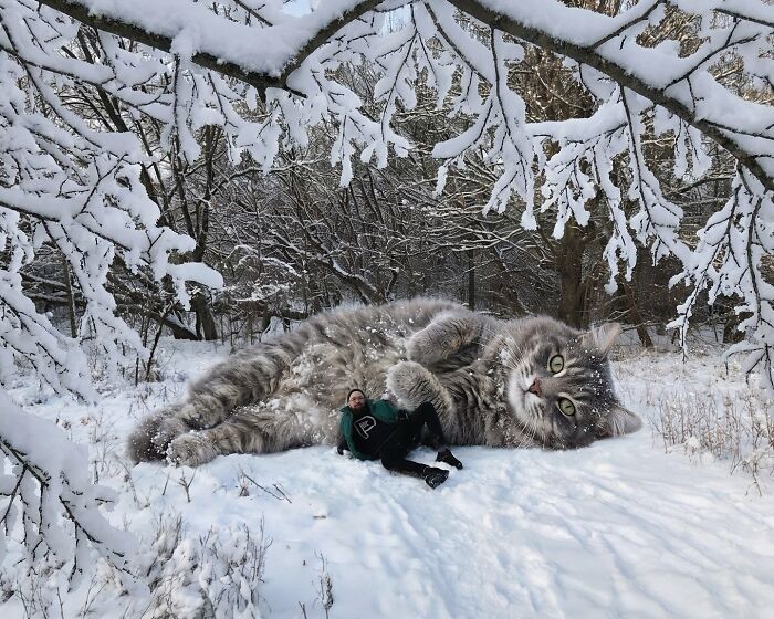 This Artist Keeps Turning Everyday Life Into A World Of Giant Cats, And The Results Are Both Surreal And Hilarious (26 New Pics)