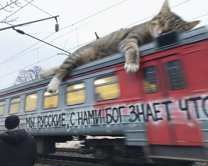 This Artist Keeps Turning Everyday Life Into A World Of Giant Cats, And The Results Are Both Surreal And Hilarious (26 New Pics)