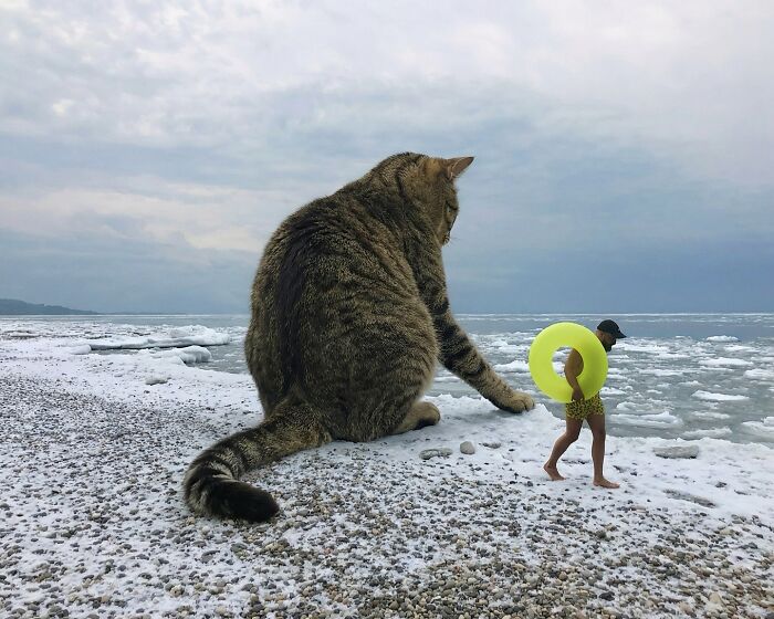 This Artist Keeps Turning Everyday Life Into A World Of Giant Cats, And The Results Are Both Surreal And Hilarious (26 New Pics)