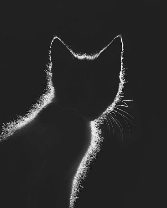 A Page With Over 7 Million Followers Is Sharing The Funniest And Most Relatable Cat Moments Online (40 Pics)