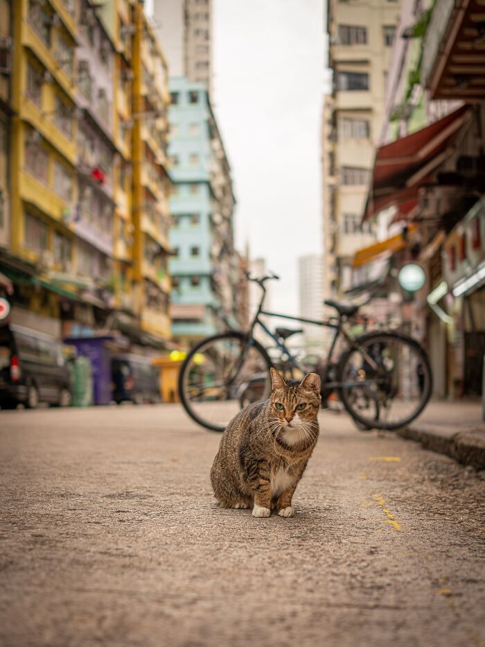 Street Cats Around The World Blend Perfectly Into City Life In Marcel Heijnen’s Photos (41 New Pics)