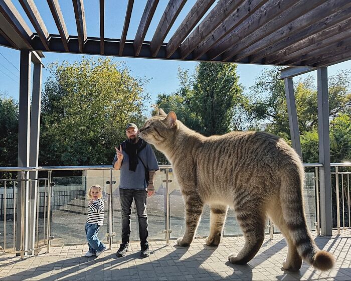 This Artist Keeps Turning Everyday Life Into A World Of Giant Cats, And The Results Are Both Surreal And Hilarious (26 New Pics)