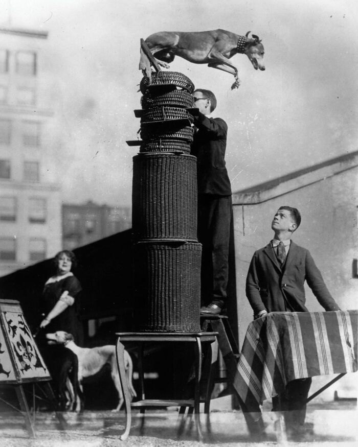 This Instagram Page Is Bringing Forgotten Dogs From History Back To Life In The Most Heartwarming Way(45 Pics)