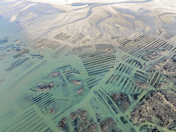 “The Oyster” By Andreas Secci