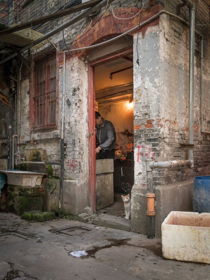 Street Cats Around The World Blend Perfectly Into City Life In Marcel Heijnen’s Photos (41 New Pics)