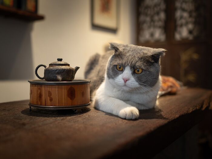 Street Cats Around The World Blend Perfectly Into City Life In Marcel Heijnen’s Photos (41 New Pics)