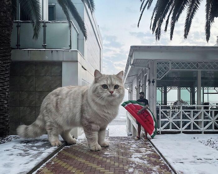 This Artist Keeps Turning Everyday Life Into A World Of Giant Cats, And The Results Are Both Surreal And Hilarious (26 New Pics)