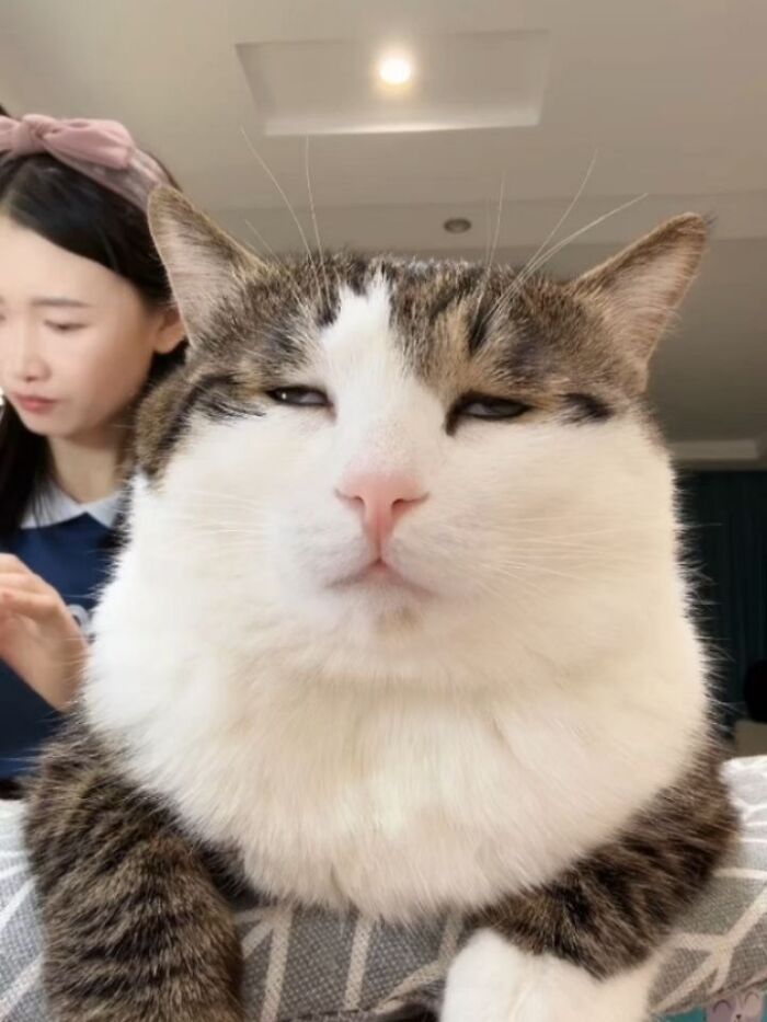 A Page With Over 7 Million Followers Is Sharing The Funniest And Most Relatable Cat Moments Online (40 Pics)