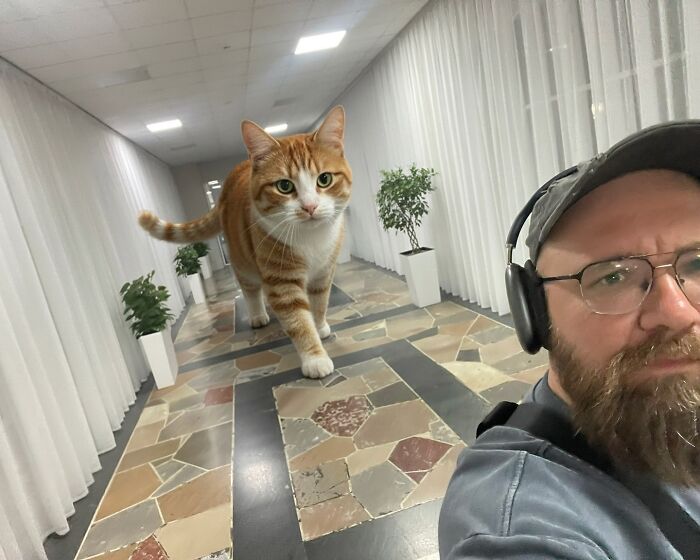 This Artist Keeps Turning Everyday Life Into A World Of Giant Cats, And The Results Are Both Surreal And Hilarious (26 New Pics)