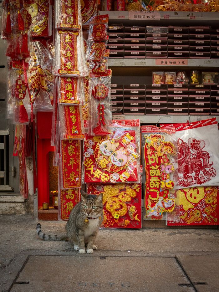 Street Cats Around The World Blend Perfectly Into City Life In Marcel Heijnen’s Photos (41 New Pics)