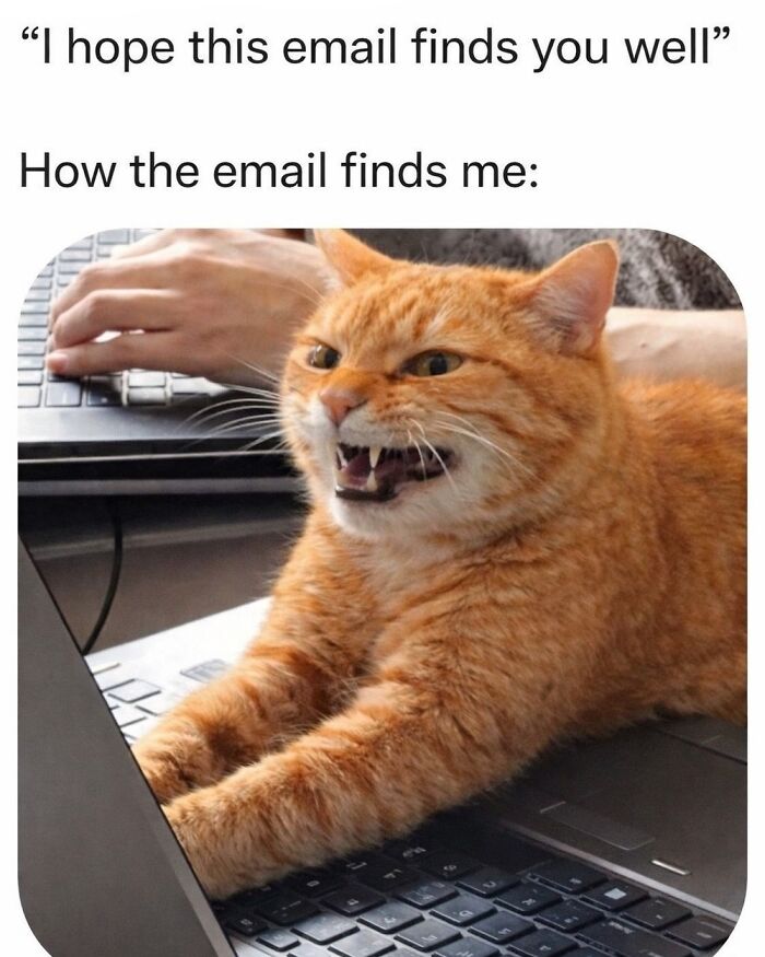 This Instagram Page With Over 4.8 Million Followers Is Delivering The Funniest Cat Memes On The Internet (25 Pics)