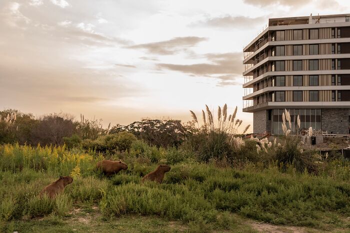 “Capybaras At The Forefront Of Dispute And Resistance In Buenos Aires By Anita Pouchard Serra